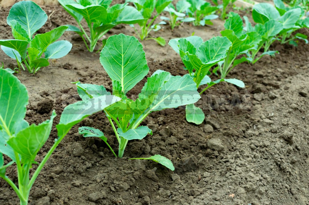 Top Dressing For Cabbage — Scheme Of Top Dressing For The Season (Part 1)