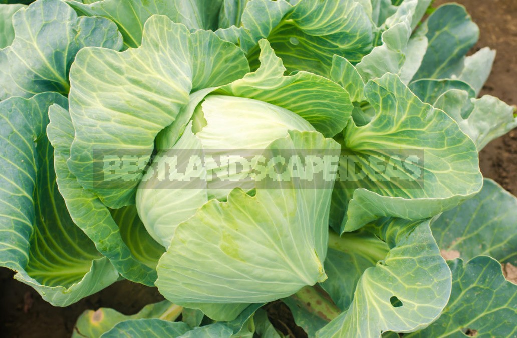 Top Dressing For Cabbage — Scheme Of Top Dressing For The Season (Part 1)