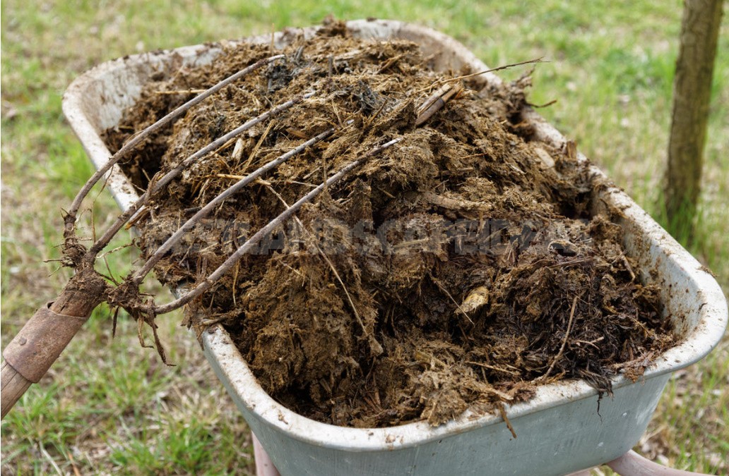 Top Dressing For Cabbage — Scheme Of Top Dressing For The Season (Part 1)