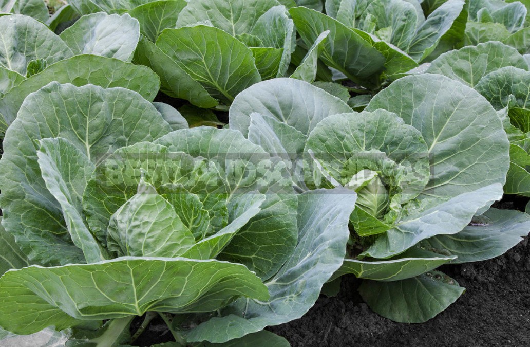 Top Dressing For Cabbage — Scheme Of Top Dressing For The Season (Part 2)