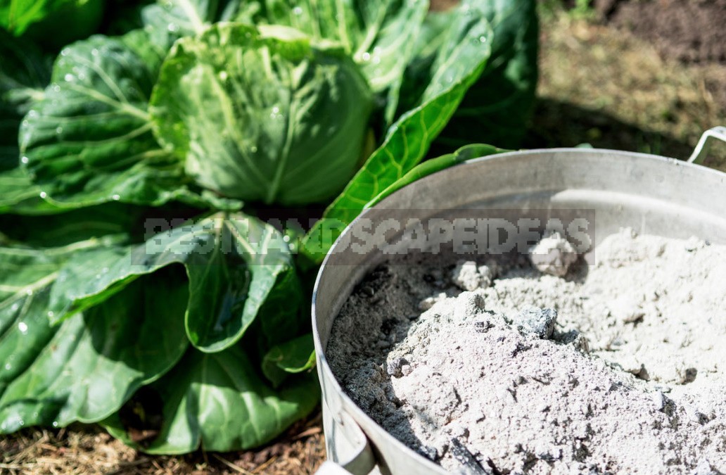 Top Dressing For Cabbage — Scheme Of Top Dressing For The Season (Part 2)