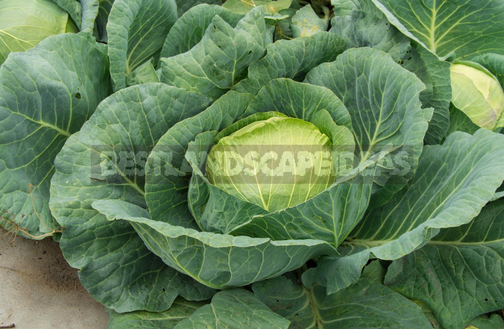 Top Dressing For Cabbage — Scheme Of Top Dressing For The Season (Part 2)