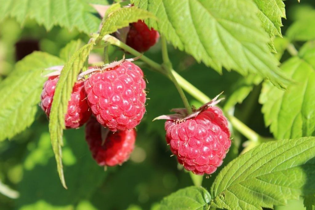 What Raspberries Will Like