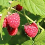 What Raspberries Will Like