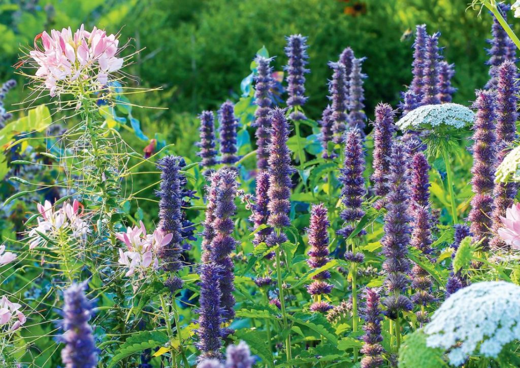Agastache: Bouquet Of Virtues In One Spikelet