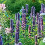 Agastache: Bouquet Of Virtues In One Spikelet