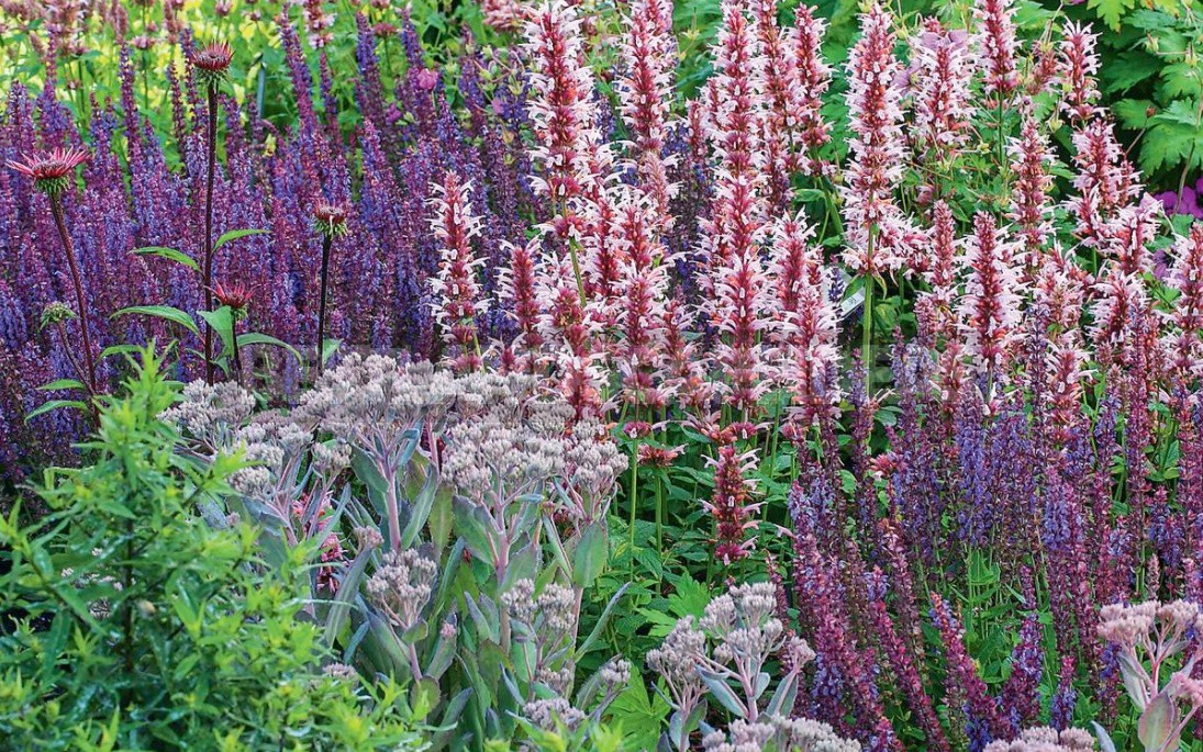 Agastache: Bouquet Of Virtues In One Spikelet