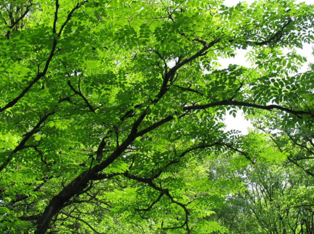 Aralia Elata In The Middle Lane – Photo, Description