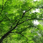 Aralia Elata In The Middle Lane – Photo, Description