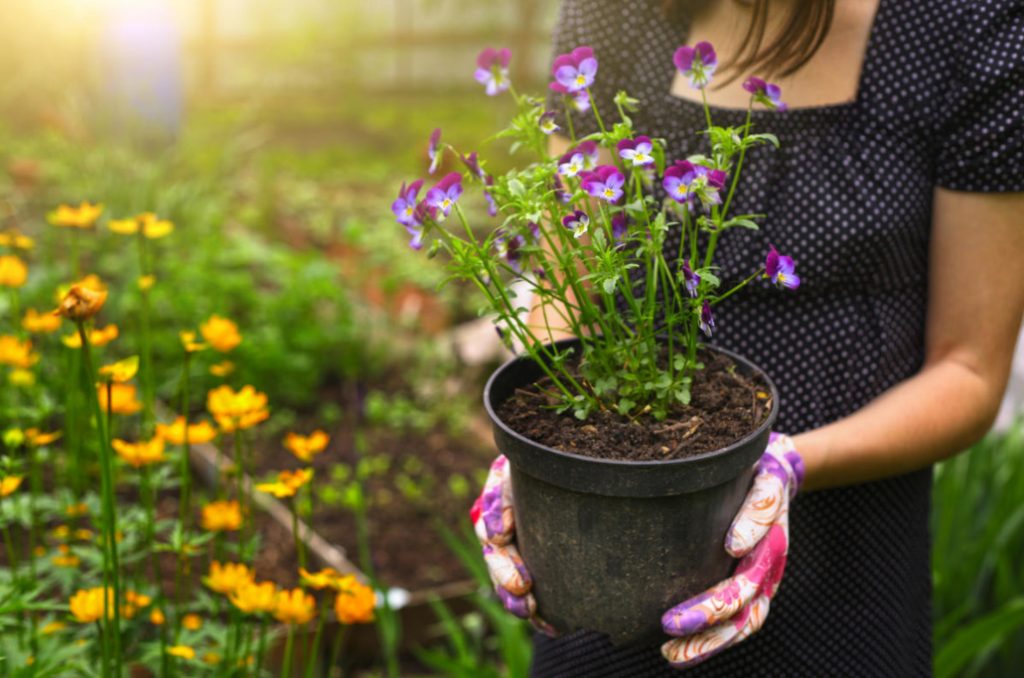 Beauty Products: Cosmetics And Garden Decor