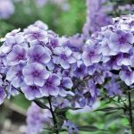 Blue Miracle: Amazing Varieties Of Phlox