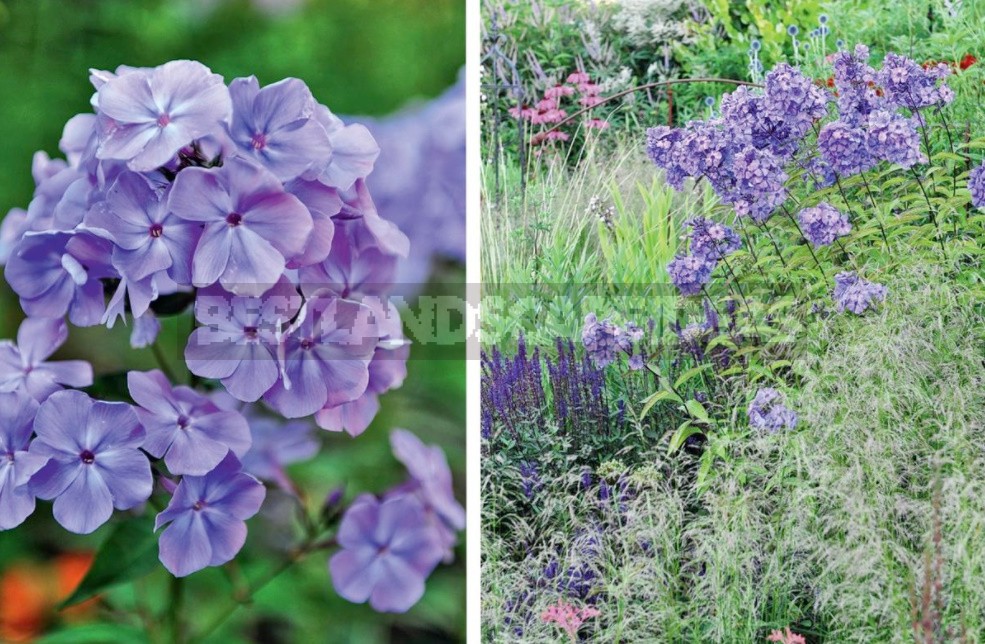 Blue Miracle: Amazing Varieties Of Phlox