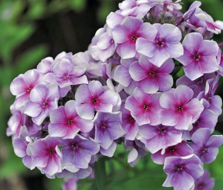 Blue Miracle: Amazing Varieties Of Phlox - Best Landscape Ideas