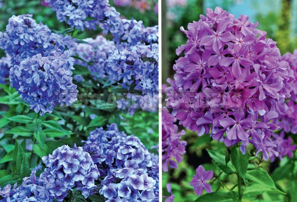 Blue Miracle: Amazing Varieties Of Phlox