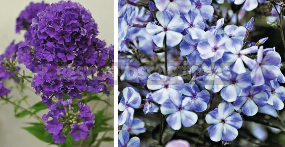 Blue Miracle: Amazing Varieties Of Phlox