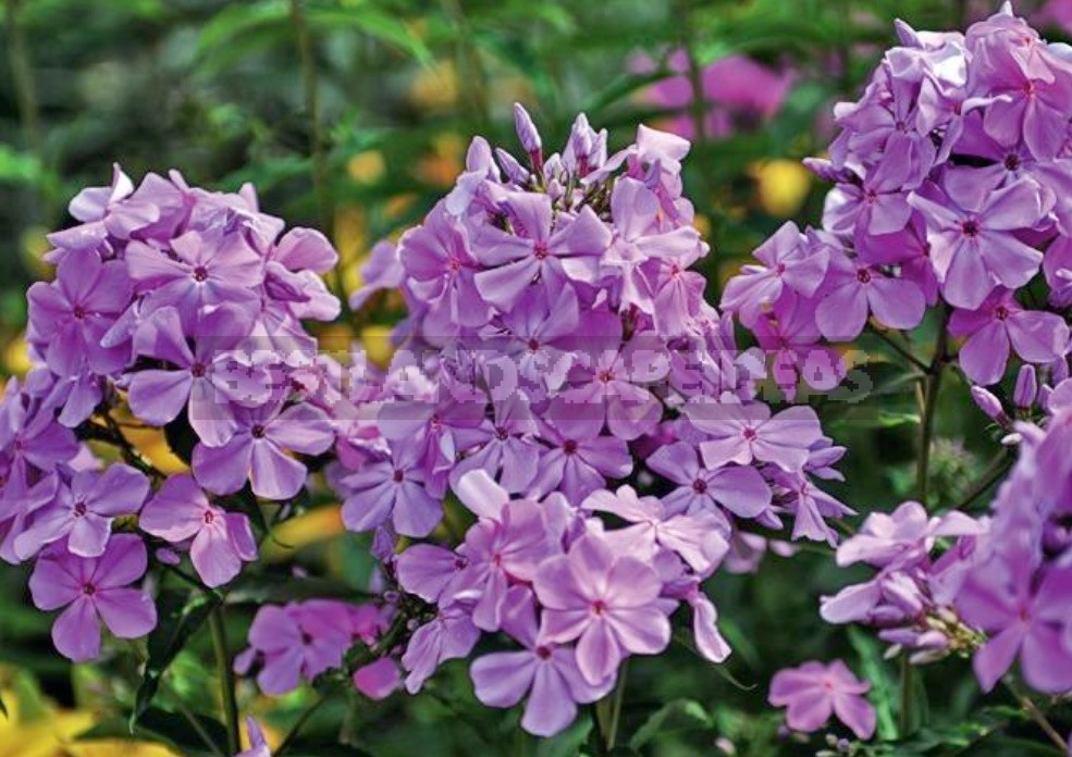 Blue Miracle: Amazing Varieties Of Phlox