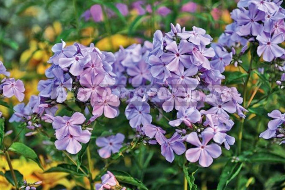 Blue Miracle: Amazing Varieties Of Phlox