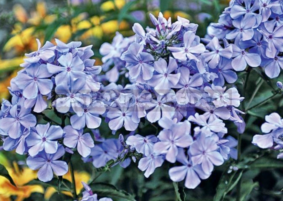 Blue Miracle: Amazing Varieties Of Phlox