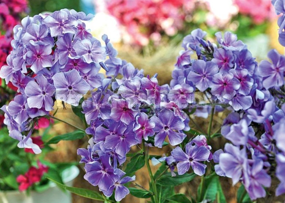 Blue Miracle: Amazing Varieties Of Phlox