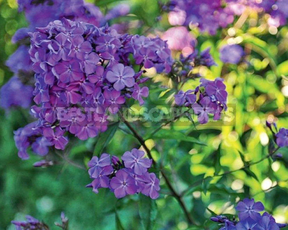 Blue Miracle: Amazing Varieties Of Phlox