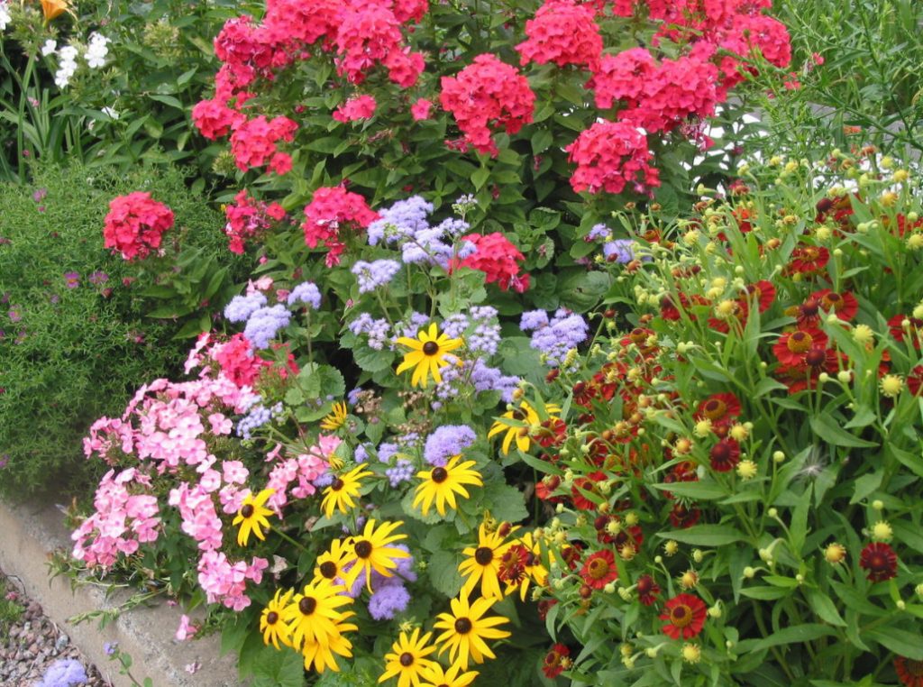 Bouquet Flower Garden Of Continuous Flowering