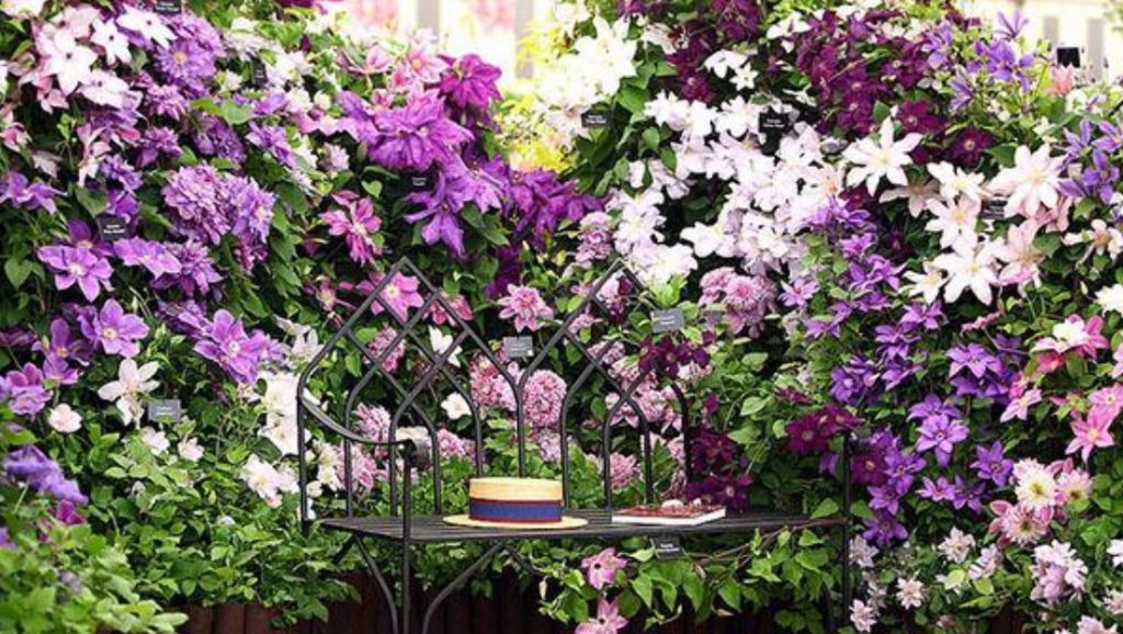 Clematis In Garden Design: Ideas For Spectacular Flower Beds