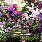 Clematis In Garden Design: Ideas For Spectacular Flower Beds
