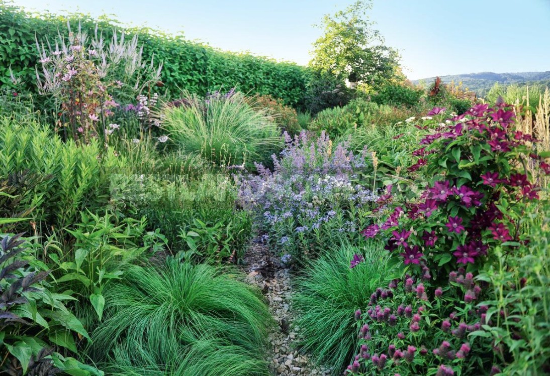 Clematis In Garden Design: Ideas For Spectacular Flower Beds