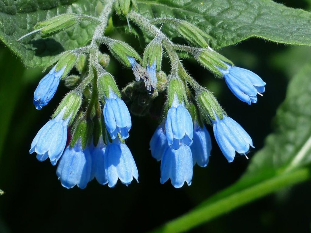 Comfrey: Types, Decorative Varieties, Photos Of Plants