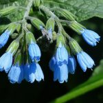 Comfrey: Types, Decorative Varieties, Photos Of Plants