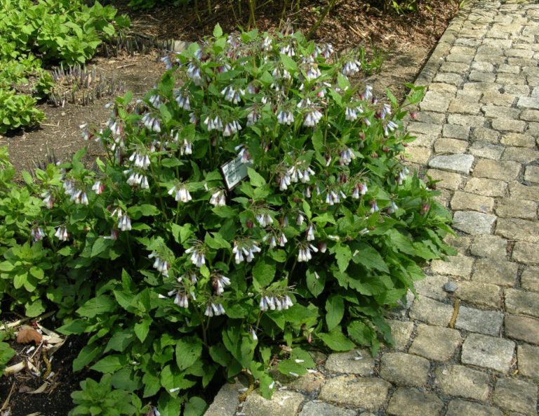 Comfrey Types, Decorative Varieties, Photos Of Plants Best Landscape