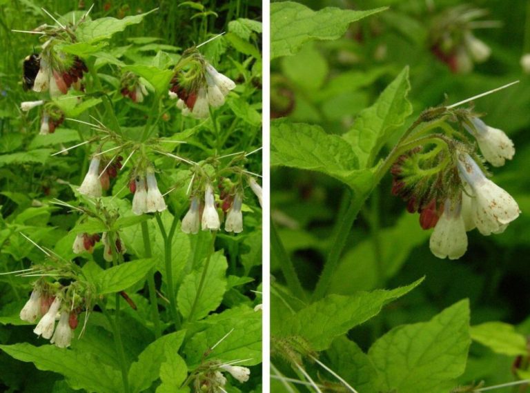 Comfrey Types, Decorative Varieties, Photos Of Plants Best Landscape