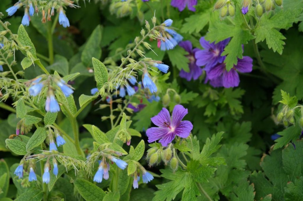 Comfrey Types, Decorative Varieties, Photos Of Plants Best Landscape