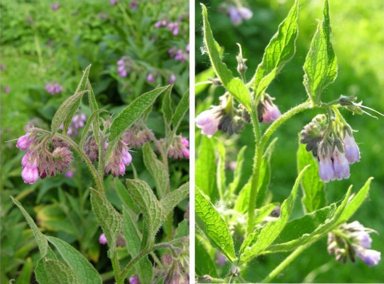 Comfrey Types, Decorative Varieties, Photos Of Plants Best Landscape
