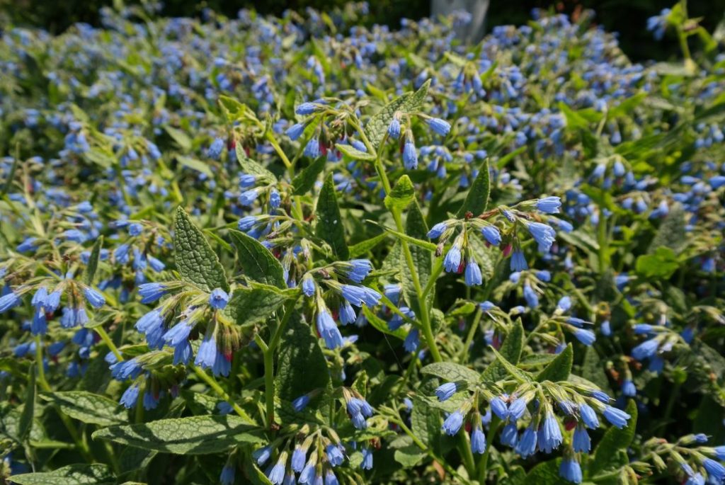 Comfrey Types, Decorative Varieties, Photos Of Plants Best Landscape