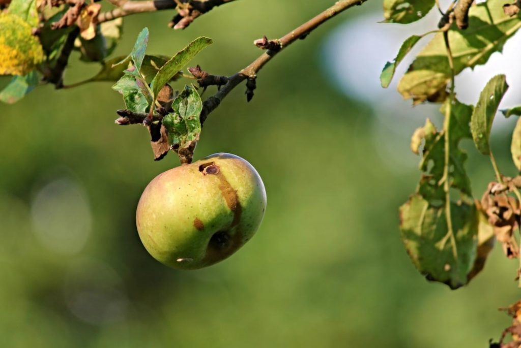Diseases Of Fruit Trees: Influence Of Weather Conditions (Part 1)