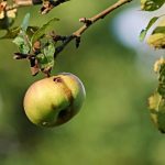 Diseases Of Fruit Trees: Influence Of Weather Conditions (Part 1)
