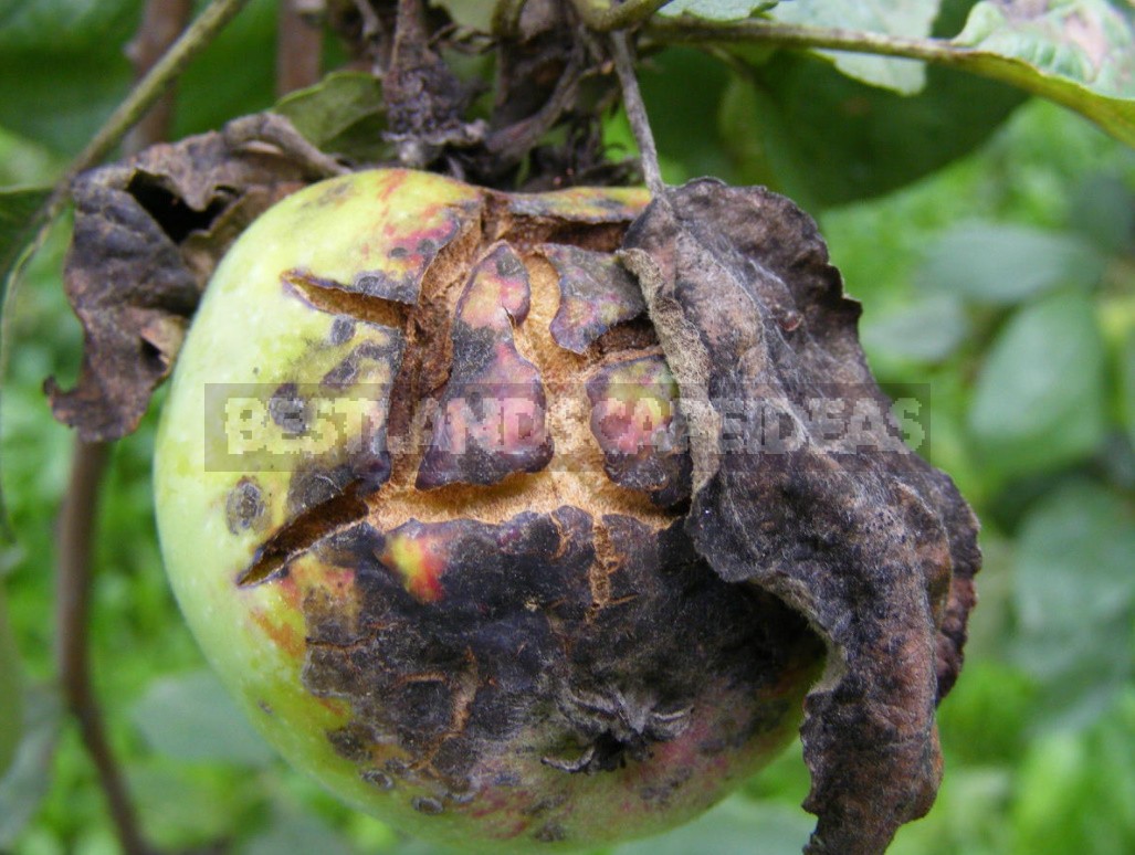 Diseases Of Fruit Trees: Influence Of Weather Conditions (Part 1)