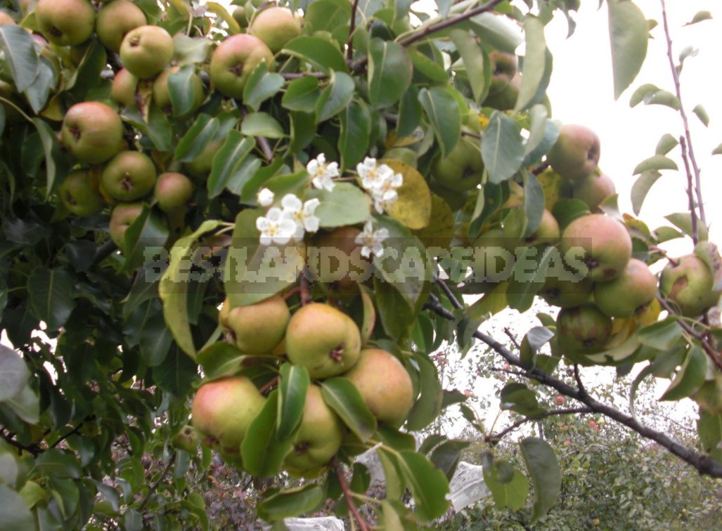 Diseases Of Fruit Trees: Influence Of Weather Conditions (Part 2)