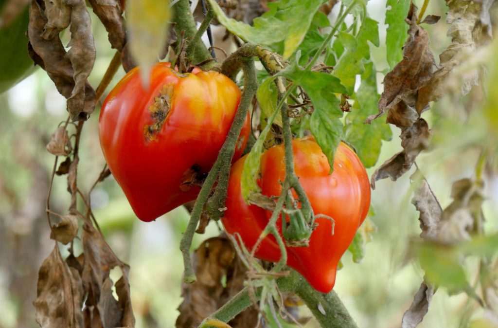 Fighting Off Late Blight Of Tomatoes: Sustainable Varieties, Care And Prevention