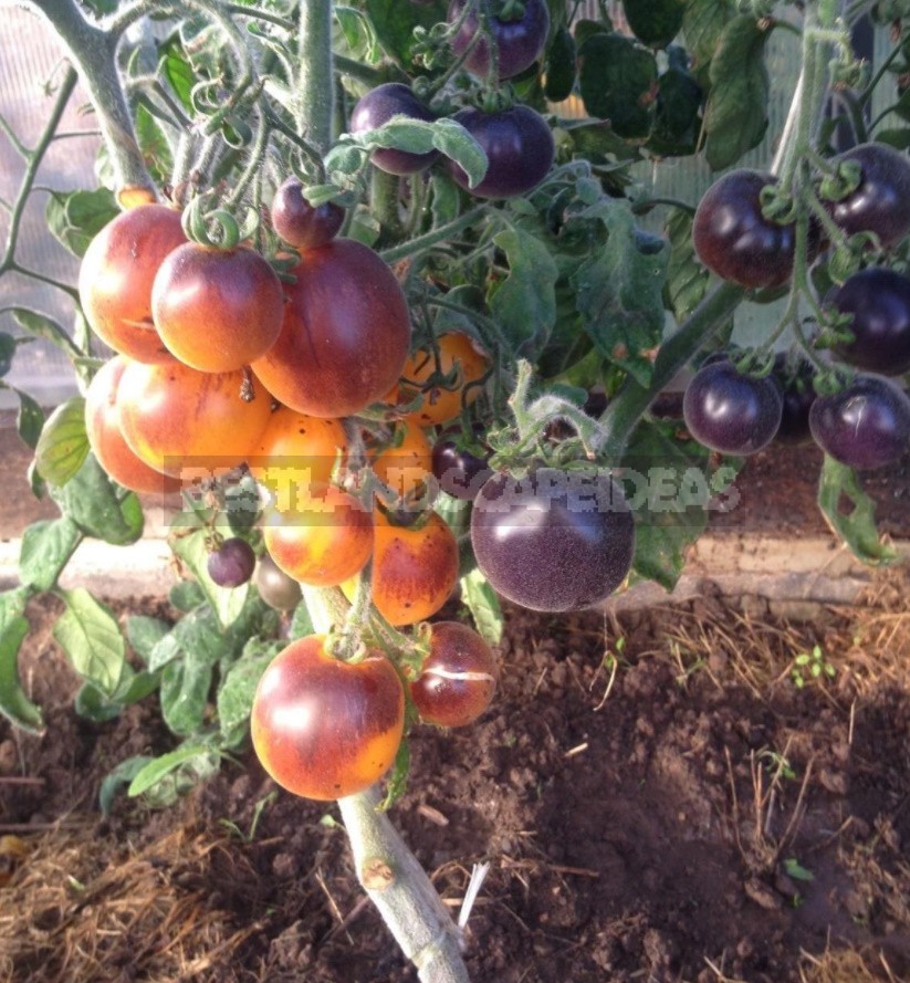 Fighting Off Late Blight Of Tomatoes: Sustainable Varieties, Care And Prevention