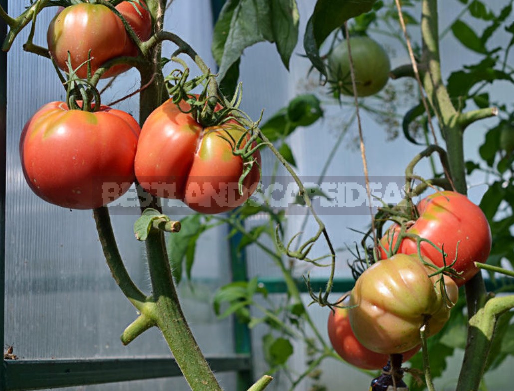 Fighting Off Late Blight Of Tomatoes: Sustainable Varieties, Care And Prevention