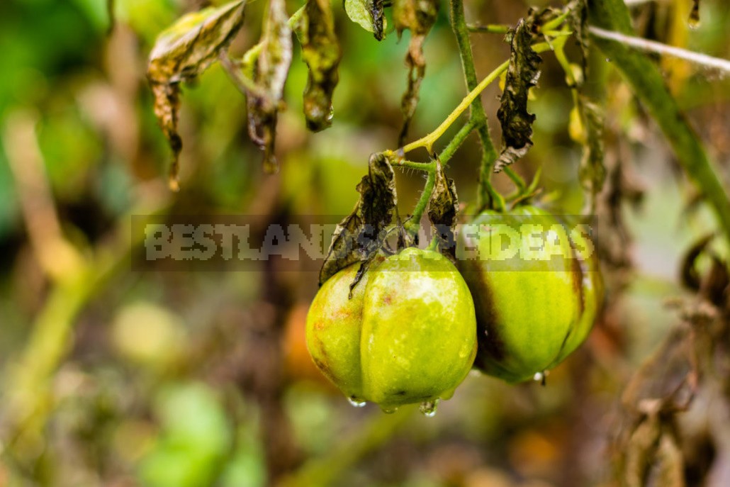 Fighting Off Late Blight Of Tomatoes: Sustainable Varieties, Care And Prevention