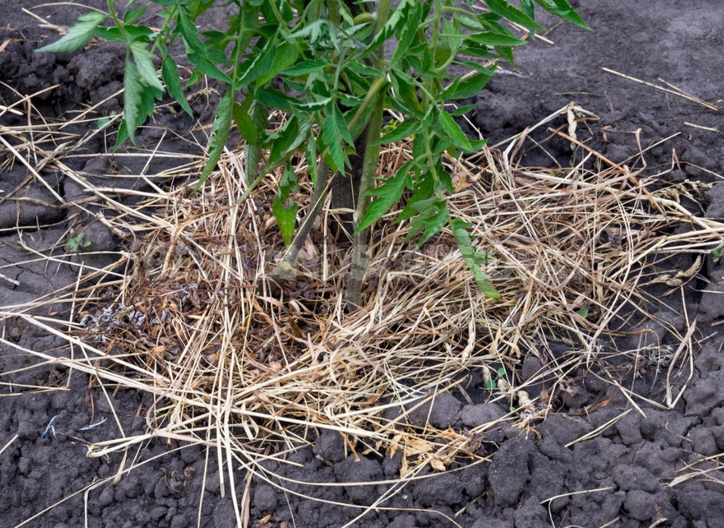 Fighting Off Late Blight Of Tomatoes: Sustainable Varieties, Care And Prevention