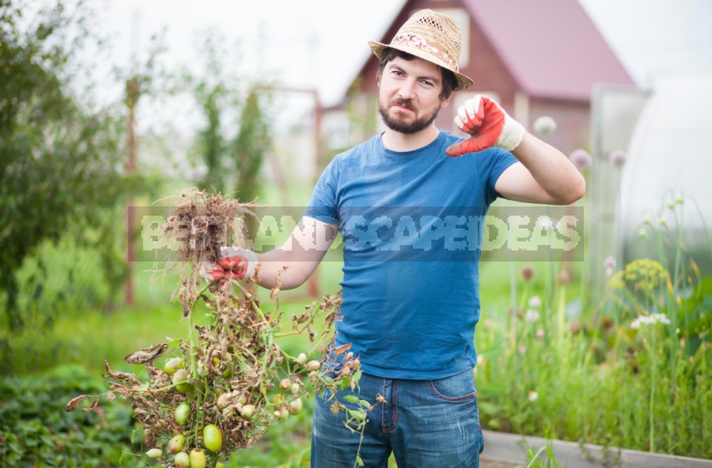 Fighting Off Late Blight Of Tomatoes: Sustainable Varieties, Care And Prevention