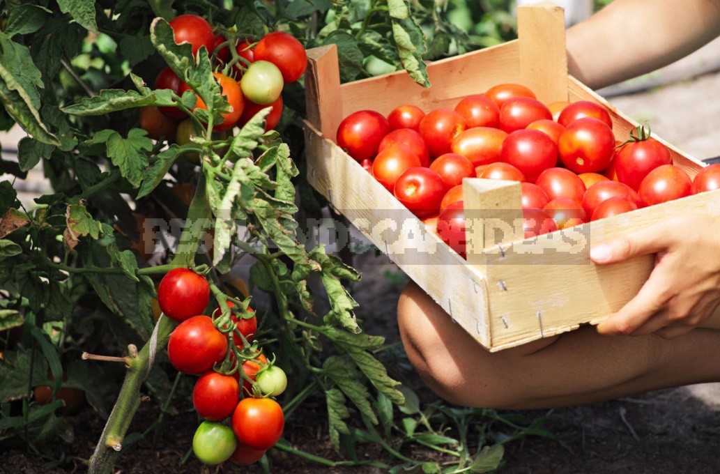 Fighting Off Late Blight Of Tomatoes: Sustainable Varieties, Care And Prevention