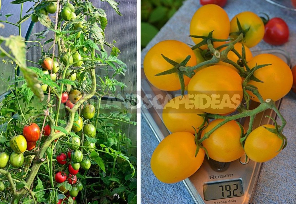 Fighting Off Late Blight Of Tomatoes: Sustainable Varieties, Care And Prevention