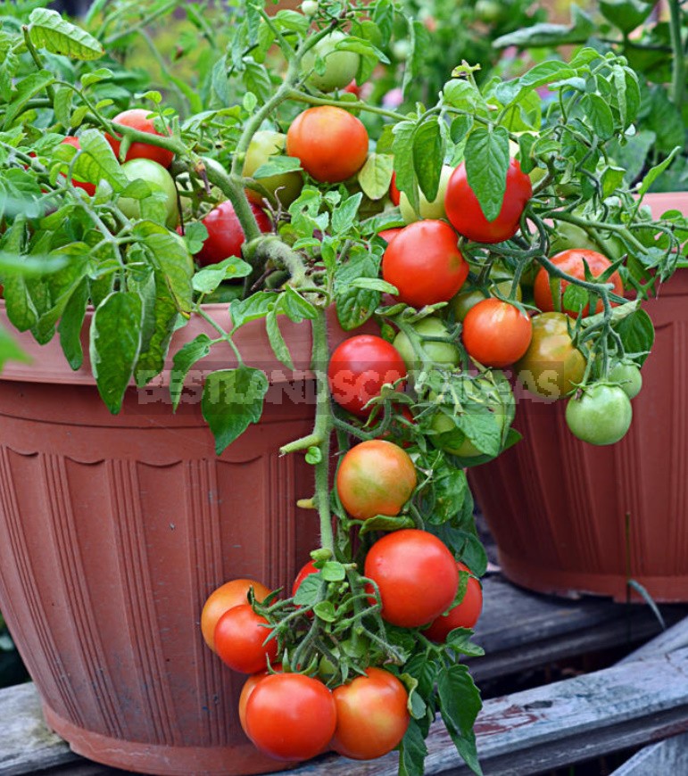 Fighting Off Late Blight Of Tomatoes: Sustainable Varieties, Care And Prevention