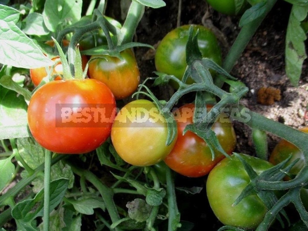 Fighting Off Late Blight Of Tomatoes: Sustainable Varieties, Care And Prevention