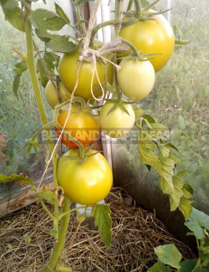 Fighting Off Late Blight Of Tomatoes: Sustainable Varieties, Care And Prevention